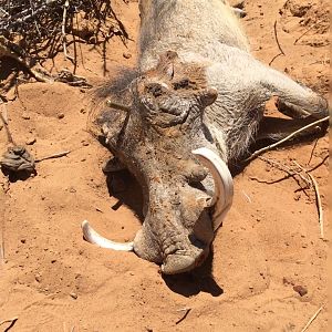 Warthog Hunt Namibia