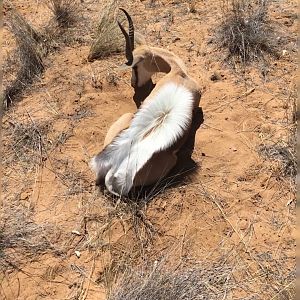 Namibia Hunt Springbok