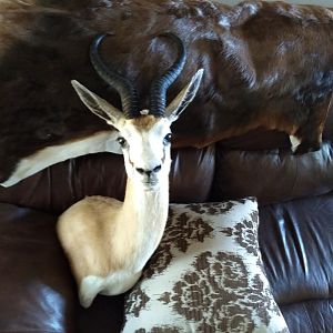 Springbok Wall Mount Taxidermy