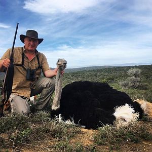 Hunt Ostrich in South Africa