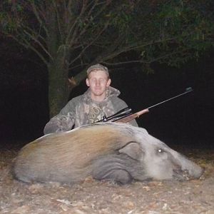 South Africa Hunt Bushpig