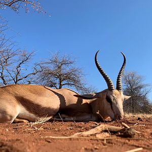 South Africa Hunt Springbok