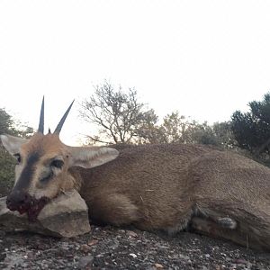 Duiker Hunt South Africa