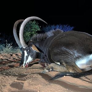 Sable Antelope Hunting South Africa