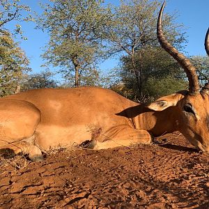 Hunt Impala in South Africa