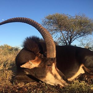 South Africa Hunt Sable