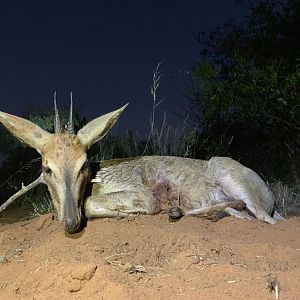 Hunting Duiker in South Africa