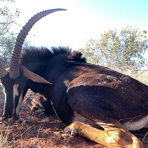 Sable Antelope Hunt South Africa