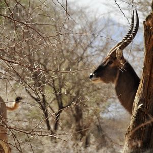 Nice waterbuck @ Erindi