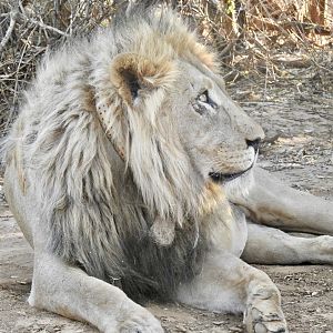 Two lions @ Erindi Game Reserve