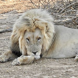 Two lions @ Erindi Game Reserve