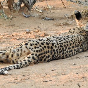 Two cheetah near warthog kill