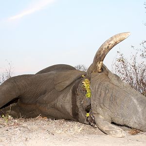 Hunting Elephant in Namibia