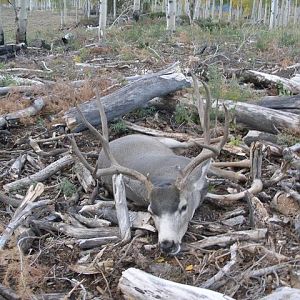 Hunting Mule Deer in Utah USA