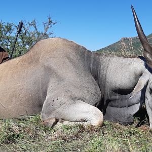 South Africa Hunting Eland