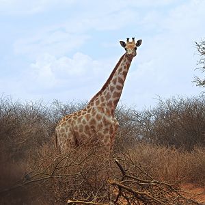 Giraffe Namibia