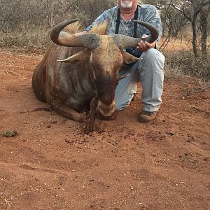 South Africa Hunt Golden Wildebeest