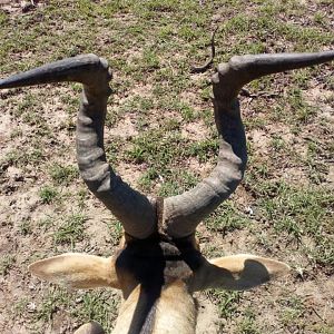 Hunting Red Hartebeest in South Africa