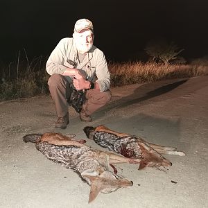 Hunt Jackal in South Africa