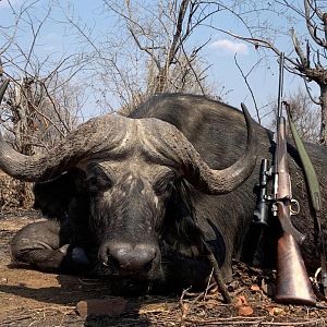 Hunt Cape Buffalo in Zimbabwe