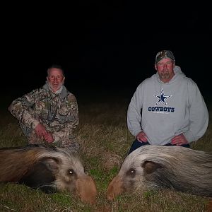 Hunt Bushpig in South Africa