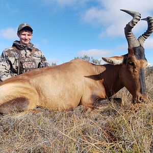 Red Hartebeest Hunt South Africa