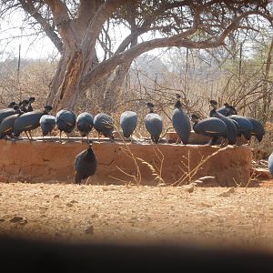 Crested Guineafowl in South Africa