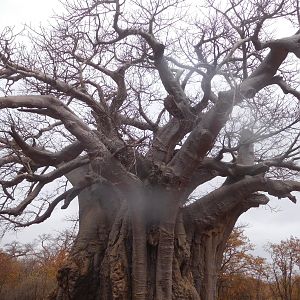 Baobab Tree in South Africa