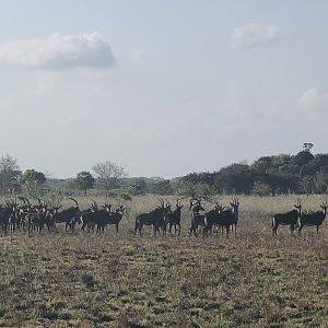 Sable Antelope Herd in Mozambique