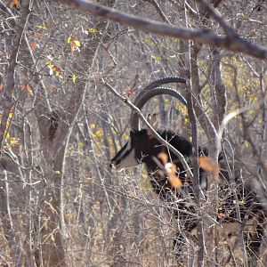 Sable Antelope in Zimbabwe