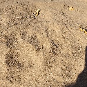 Leopard Track Zimbabwe