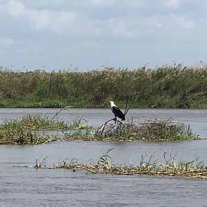 Fish Eagle in Mozambique