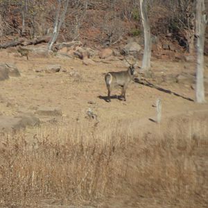 Waterbuck in Zimbabwe