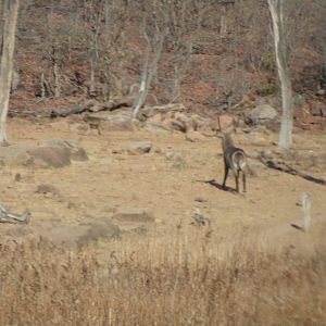 Waterbuck in Zimbabwe