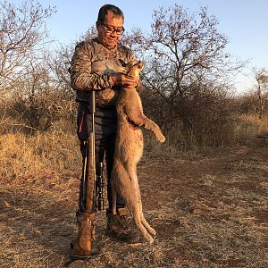 Hunt Caracal in South Africa