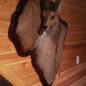 Bushbuck Damaske Taxidermy