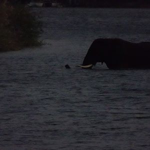 Elephant in the Zambezi River Zimbabwe