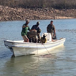 Hunt Hippo in Zimbabwe