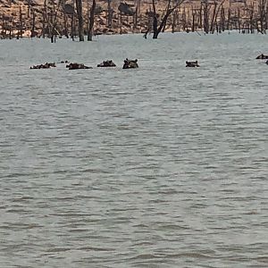 Hippos in Zimbabwe