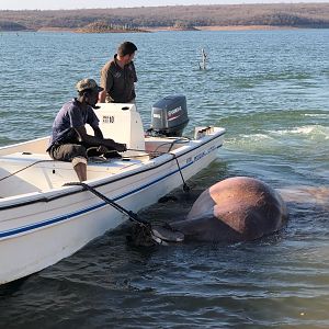 Hunting Hippo in Zimbabwe