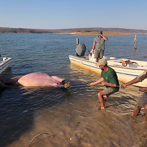 Hippo Hunt Zimbabwe