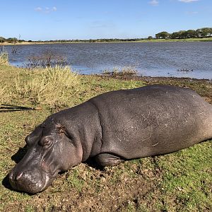 South Africa Hunting Hippo