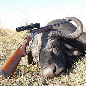 Hunting Cape Buffalo Namibia