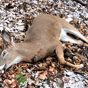 White-tailed Deer Hunt USA