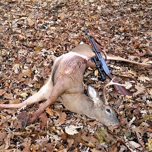 USA Hunt White-tailed Deer