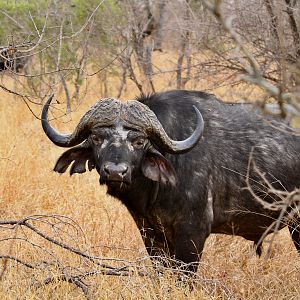 Cape Buffalo South Africa