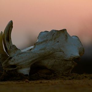 Warthog Skull