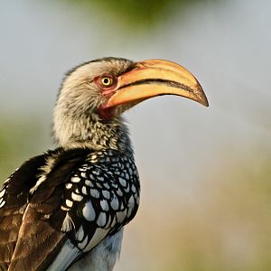 Southern Yellow-billed Hornbil South Africa