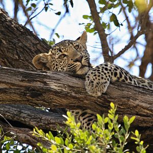 Leopard South Africa