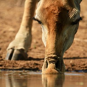 Giraffe drinking water South Africa